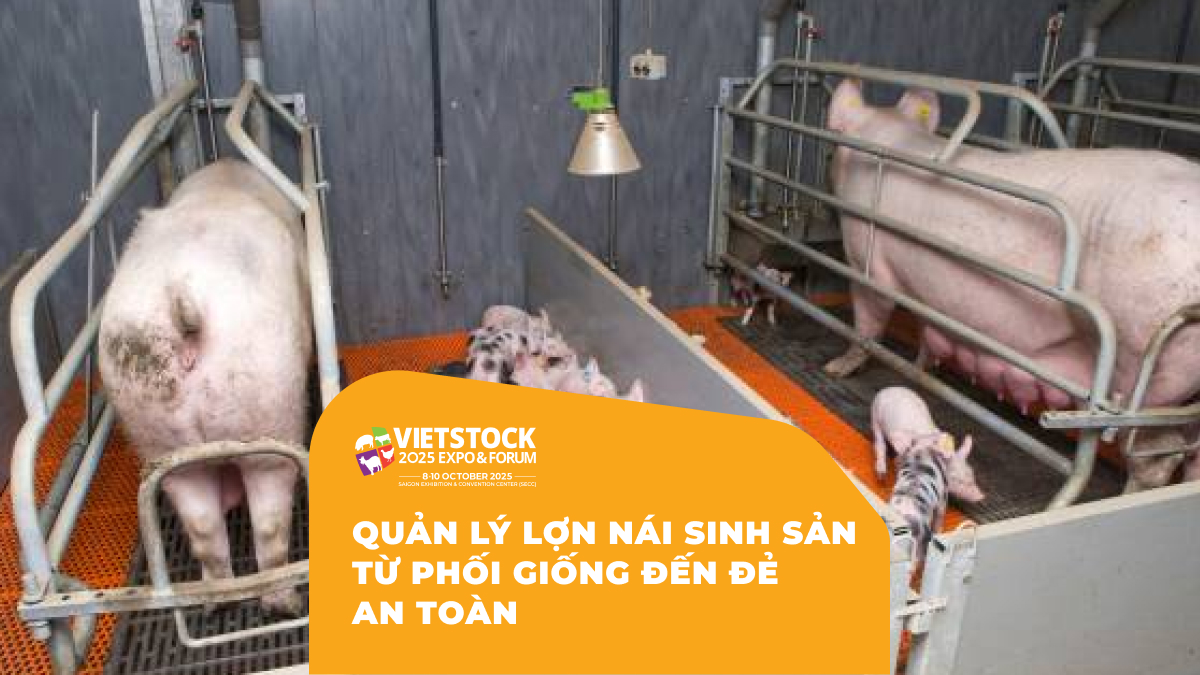 Quản Lý Lợn Nái Sinh Sản Từ phối giống đến đẻ an toàn